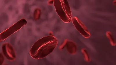 혈액․배설물을 통한 코로나19 전파가능성 희박...질병관리본부 발표
