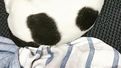 강민혁 반려묘,"건들지 말란 말이댜옹"