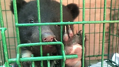 매년 발생하는 '반달가슴곰' 폐사 사건…환경부, 불법 증식 알고서 '나 몰라라'