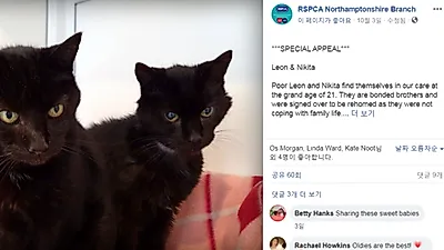 사람 나이로 100세? 영국 최고령 고양이 형제 21세에 재입양