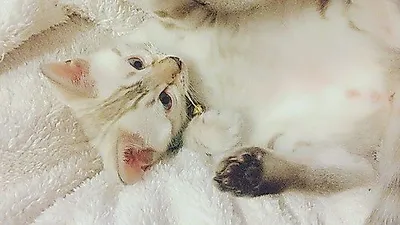 고원희 반려묘, 미묘의 대명사 '인형같아'