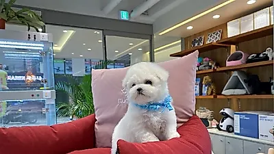 루피퍼피, 비숑프리제 등 검증된 브리딩에 의한 맞춤 분양 서비스