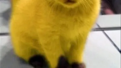 피카츄 고양이...귀엽지만 슬퍼보여
