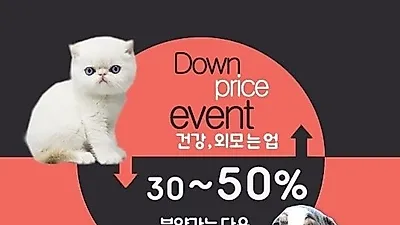 강아지, 고양이 분양업체 '아담스펫' 우수한 혈통의 강아지만을 분양하는 프리미엄 펫샵