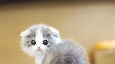 고양이 분양샵 ‘가필드고양이’ 다양한 품종묘 분양 진행