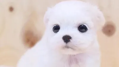 바우홀릭, 건강한 강아지분양 문화에 앞장서