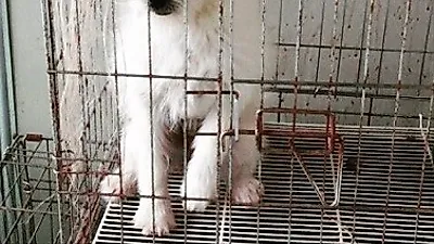 윤승아, 철장 속에 갇힌 강아지 향해 "곧 만나자"