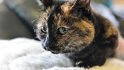 3만 번 입양 거절당한 24살 고양이 '틸리'