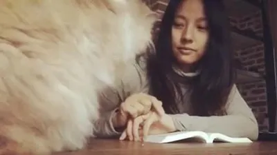 이효리, 책상 위의 고양이와 평화로운 일상