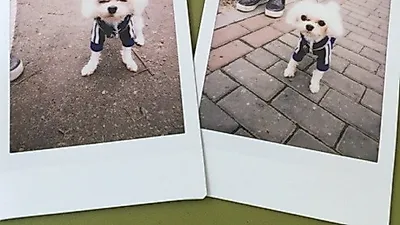 손연재 반려견 두부, 뾰로통한 표정 '찰칵'