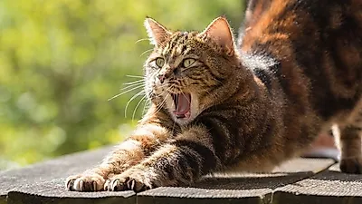 부종‧발열 나타나는 '고양이 할큄병' 사람에겐 합병증 치명적