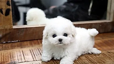 강아지 분양 전문업체 아담스펫 인천·부천·김포·일산점, 말티즈·비숑프리제 등 다양한 견종 50% 할인분양중