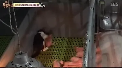 'TV 동물농장' 새끼돼지를 잔인하게 습격한 주인공은