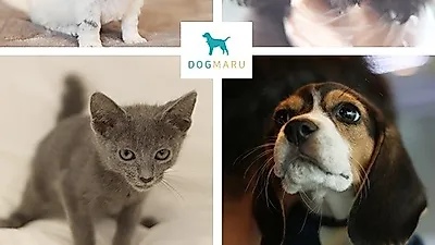 유기동물보호센터 도그마루, 강아지무료분양과 고양이무료분양을 통해 강아지, 고양이 알리기 실천