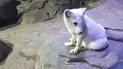 세상에서 제일 슬픈 북극 여우