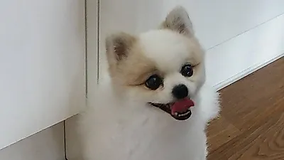 신수지 반려견, 상큼하게 미소짓는 밍키