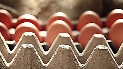 “어차피 치킨이니까..” AI 살처분, 살아있는 채로 포크레인에 짓눌려 죽는 닭