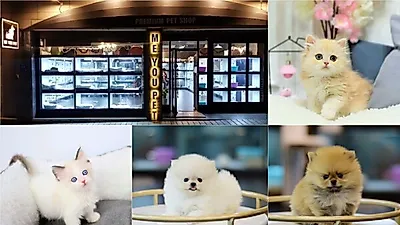 여름맞이 이벤트를 통해 85% 할인된 분양가로 진행이 가능한 '미유펫' 프리미엄 강아지, 고양이분양 전문업체로 눈길