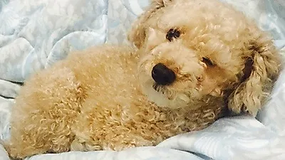 김지원 반려견, 깜찍 윙크샷 '심쿵'