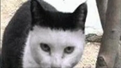 '너희가 패션을 아냥?'...일자 머리 고양이