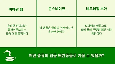 파충류 매력에 빠진 사람들…뱀 기르기 전 알아야 할 팁