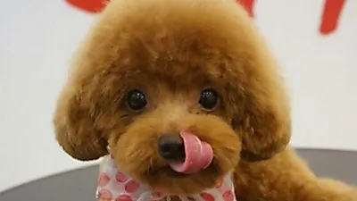 엄현경, 이발한 후 인형같이 동글동글 귀여운 반려견