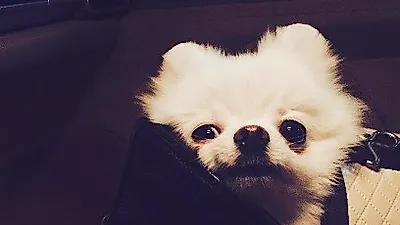 노민우 반려견, 가방 밖으로 고개만 '빼꼼'