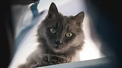 안개의 화신, 니벨룽 고양이