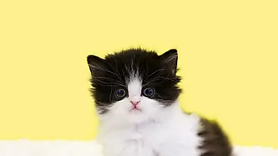 프리미엄 고양이 분양샵 나비캣, 전문성 있는 애묘분양 진행