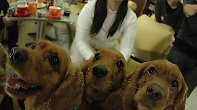 애견동반카페, 그냥 애견이 입장 가능한 카페일뿐.