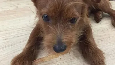 강승현, 윤기나는 갈색 반려견 '심쿵' 자태