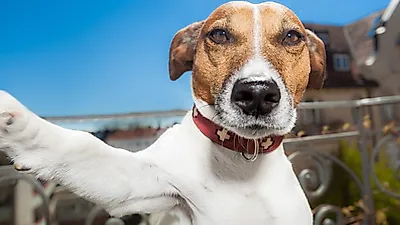 愛犬と写真を撮るための3つのノウハウ