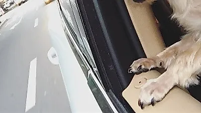 조권 반려견, 창문 밖으로 빼꼼 내민 얼굴 '귀요미'