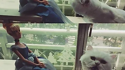 선우선 반려묘 통키, 신데렐라와 함께 '찰칵'
