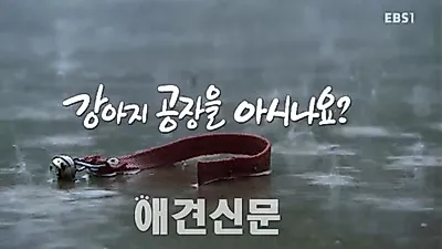 어미 개들이 죽을 때까지 새끼를 낳는 '강아지 공장'