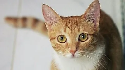 27일, 용산가족공원에서  '길고양이 급식소 따뜻한 겨울나기 사료 지원 행사 마련..