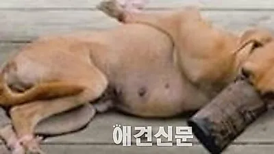 동물 매춘이 허용된 나라 덴마크, 이제는 불법