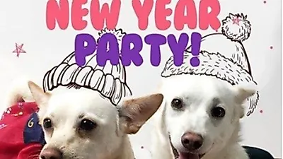 카라, 울릉도 유기견들 가족 찾아주는 'Yappy New Year Party' 행사 개최