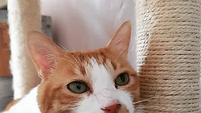 선우선 반려묘, 초록빛 오묘한 눈동자 '트윙클'