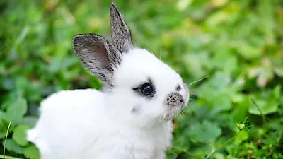 반려토끼의 식욕부진, 그 이유는?
