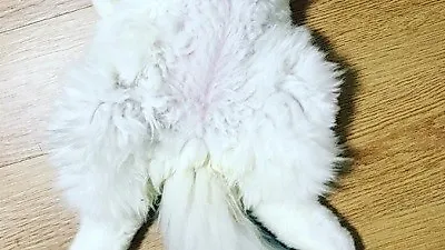 윤균상 반려묘,"어? 저건 빈땅콩?"