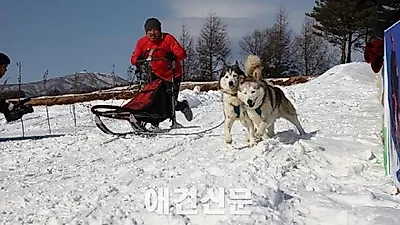 대한독스포츠연맹, 2015 한국 개썰매 선수권대회 개최