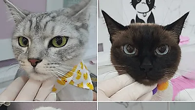 털뿜은 이제 그만! 인천 반려동물 미용 '야옹아놀자'의 고양이 무마취 미용으로 극복