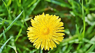 뼈를 튼튼하게 하는 '흰민들레 효능', 차 끓이는 법