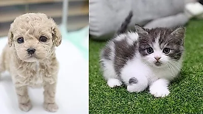 미유펫애견샵 본점인 부산강아지분양, 부산고양이분양 대구, 대전, 천안, 광주점 최대80%할인 및 무료이벤트