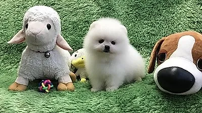 광주 강아지·고양이분양 전문 명품 애견 분양 샵 '펫왕국 명품애견' 인기