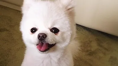 박규리 반려견 뽀뽀, 상큼한 미소 "늘 해맑개"