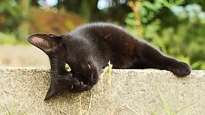 초콜릿 색 털이 매력적인 고양이 '하바나 브라운'