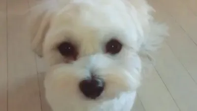 윤계상 반려묘, 인형같은 강아지의 모습 "오늘감사"