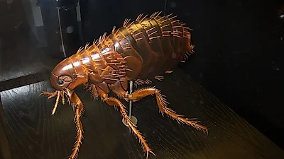 반려견 건강 위협하는 기생충, 대표적인 기생충 감염 증상과 치료법